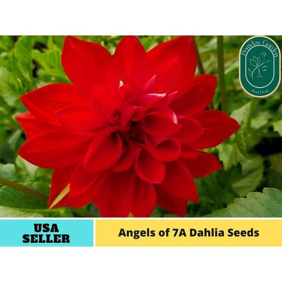 40+ Seeds| Angels of 7A Dahlia Seeds - Authentic Seeds - Perennial~ GMO Free ~Flower seeds~ Vegetable seeds~ Asian Garden~ Herbs B5G1#D006