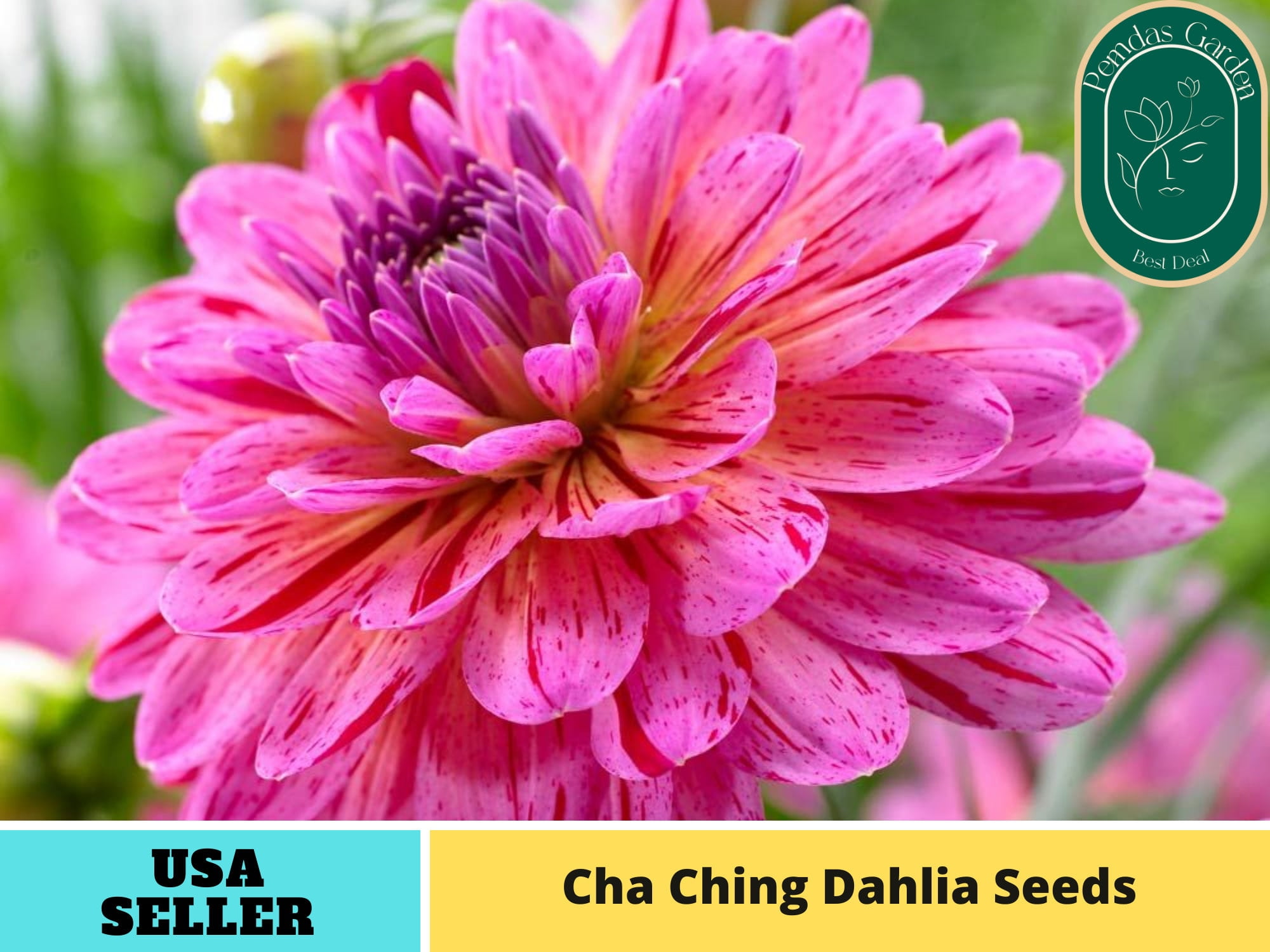 40 Seeds Cha Ching Dahlia Perennial Seeds Authentic Seeds Perennial GMO Free Flower seeds Asian Garden Herbs B5G1 D030