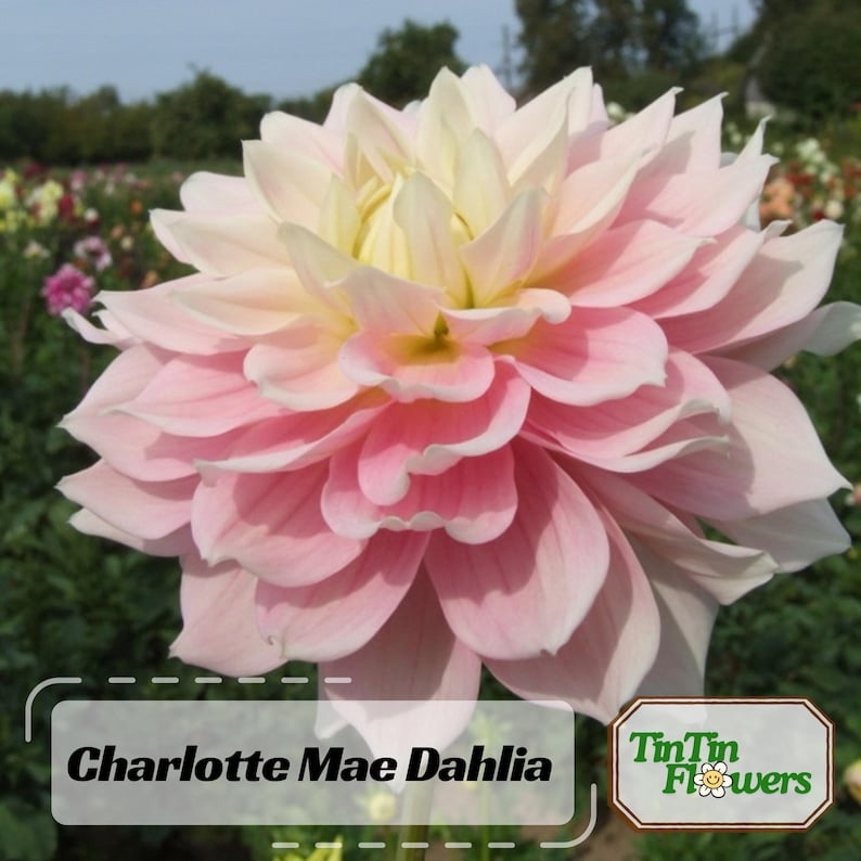 40 Seeds Charlotte Mae Dahlia Seeds Pollinator Friendly Heirloom Flower Seeds Mix to Plant