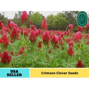 40+Seeds| Crimson Clover Seeds - Authentic Seeds - Perennial GMO Free Flower seeds  Asian Garden Herbs B5G1#J001