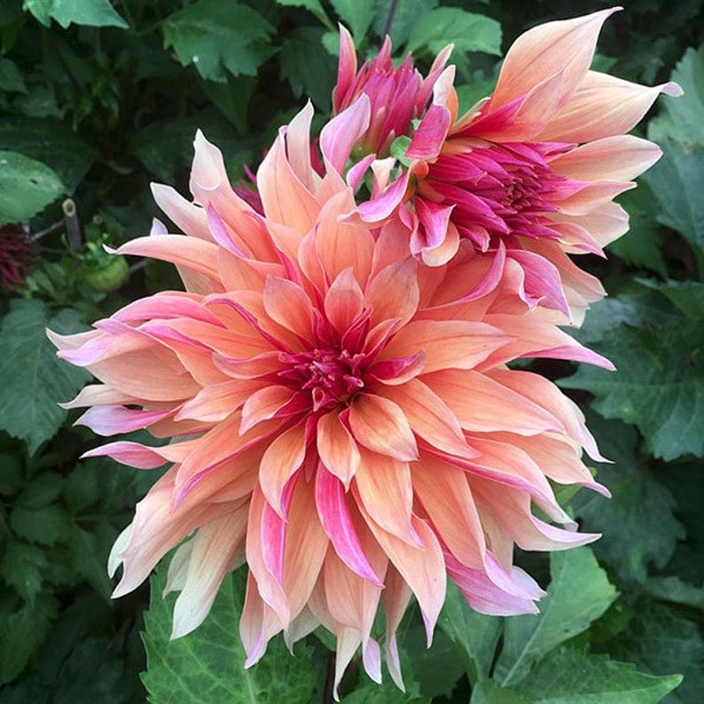 40 Seeds - Dahlia Mix - Pollinator Friendly, Heirloom,, Flower Seeds for Garden Planting