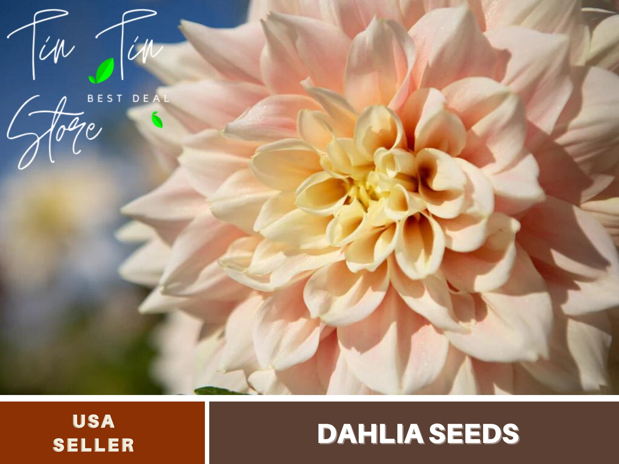 40 Seeds Dinnerplate Break Out Dahlia Perennial Seeds Flower See