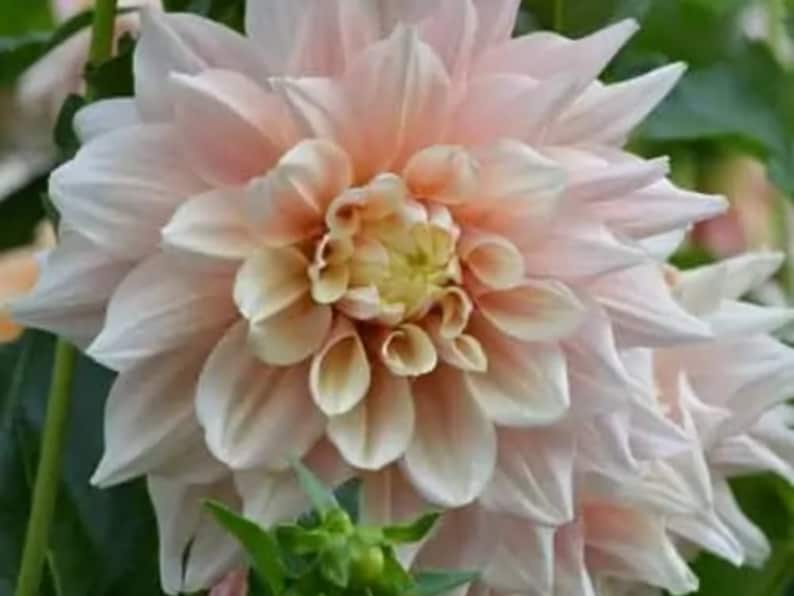 40 Seeds Dinnerplate Break Out Dahlia Seeds Pollinator Friendly Heirloom Flower Seeds Mix Seeds D032