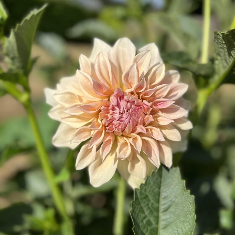 40 Seeds Dinnerplate Break Out Dahlia Seeds Pollinator Friendly Heirloom Flower Seeds Mix for Garden Blooms