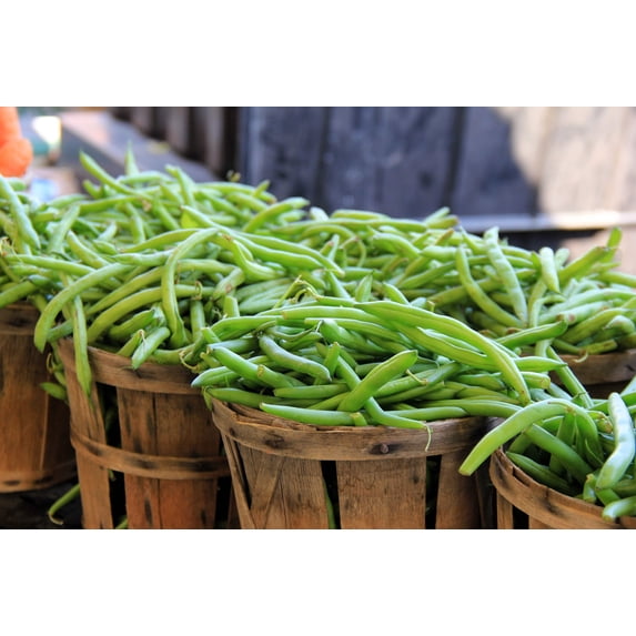 40 Seeds GREEN BEAN PROVIDER Phaseolus Vulgaris Vegetable Seeds