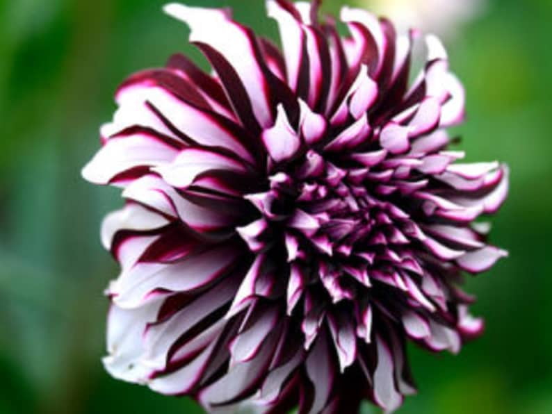 40 Seeds Giant Dinnerplate Dahlia Mix - Pollinator Friendly, Heirloom, Flower Seeds for Garden Blooms