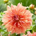 thumbnail image 1 of 40 Giant Dinnerplate Dahlia Seeds, Perennial Heirloom Mix, Pollinator Friendly for Gardens, 1 of 6