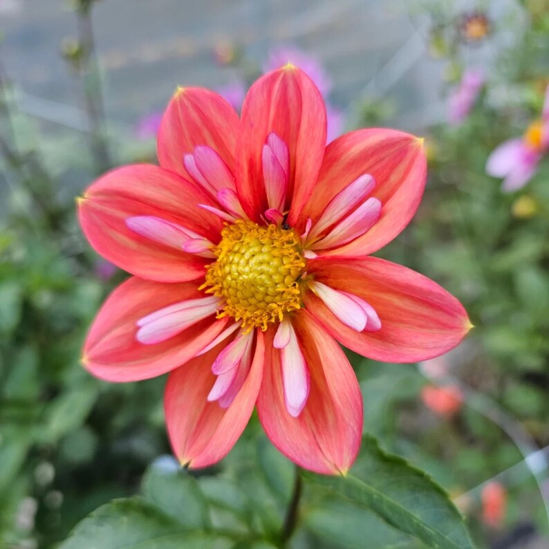 40 Seeds Giggles Dahlia Seeds Pollinator Friendly Heirloom Flower Seeds Mix Seeds to Plant Non-