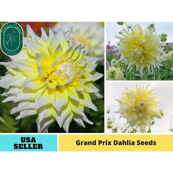 40+ Seeds| Grand Prix Dahlia Perennial Seeds - Authentic Seeds - Perennial~ GMO Free ~~Flower seeds ~ Asian Garden~ Herbs B5G1 #D058