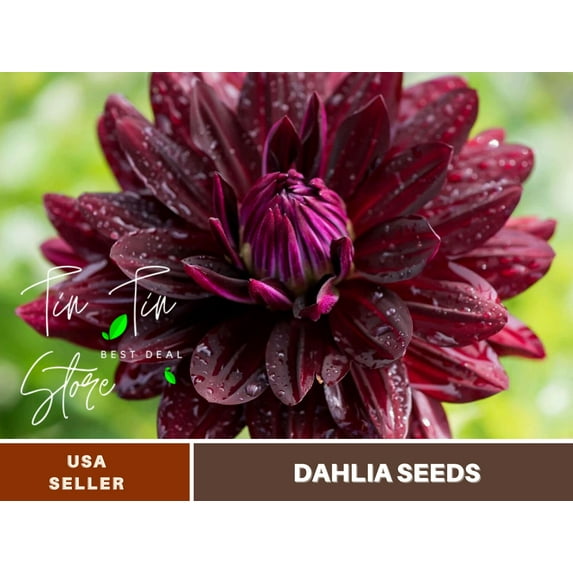 40+ Seeds| Hollyhill Black Beauty Dahlia Perennial Seeds - Buy 3 Get 1 Free#D053