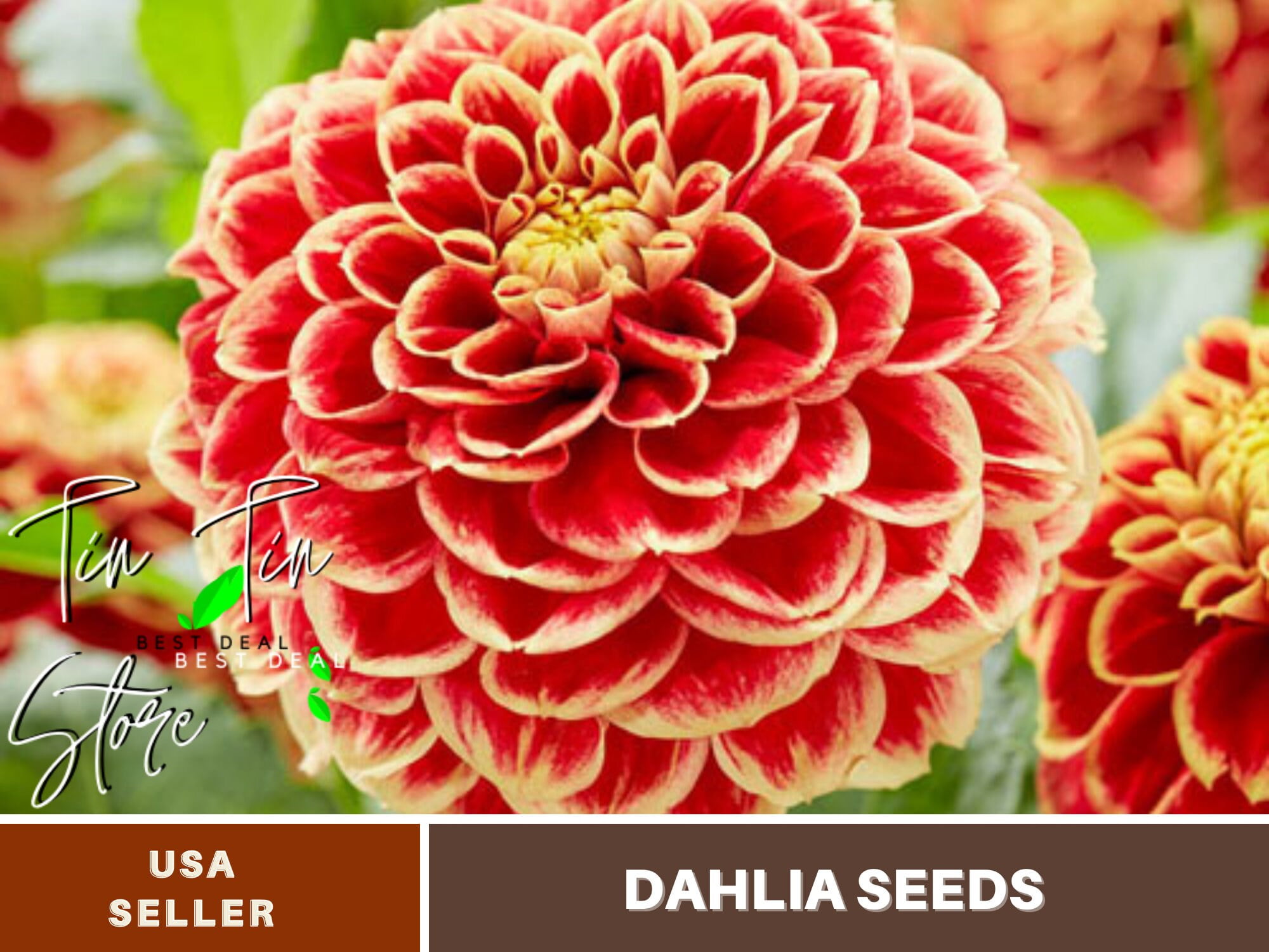 40+ Seeds| Jowey Hubert Dahlia Perennial Seeds - Buy 3 Get 1 Free#D055 -  Walmart.com