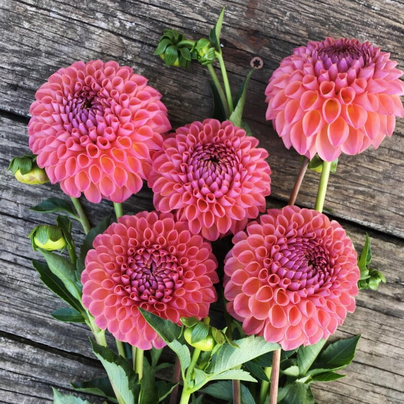 40 Seeds Jowey Winnie Dahlia Seeds - Pollinator Friendly,, Heirloom Flower Seeds for Garden Blooms