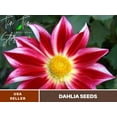 thumbnail image 1 of 40+ Seeds| Junkyard Dog Perennial Seeds | Seeds, Herbal Seeds, Flower Seeds, GMO Free, Authentic Seed#D061, 1 of 5