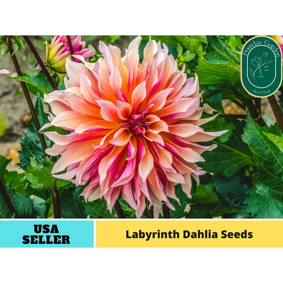 40+ Seeds| Labyrinth Dahlia Seeds - Authentic Seeds - Perennial~ GMO Free ~~Flower seeds~ Vegetable seeds~ Asian Garden~ B5G1#D013
