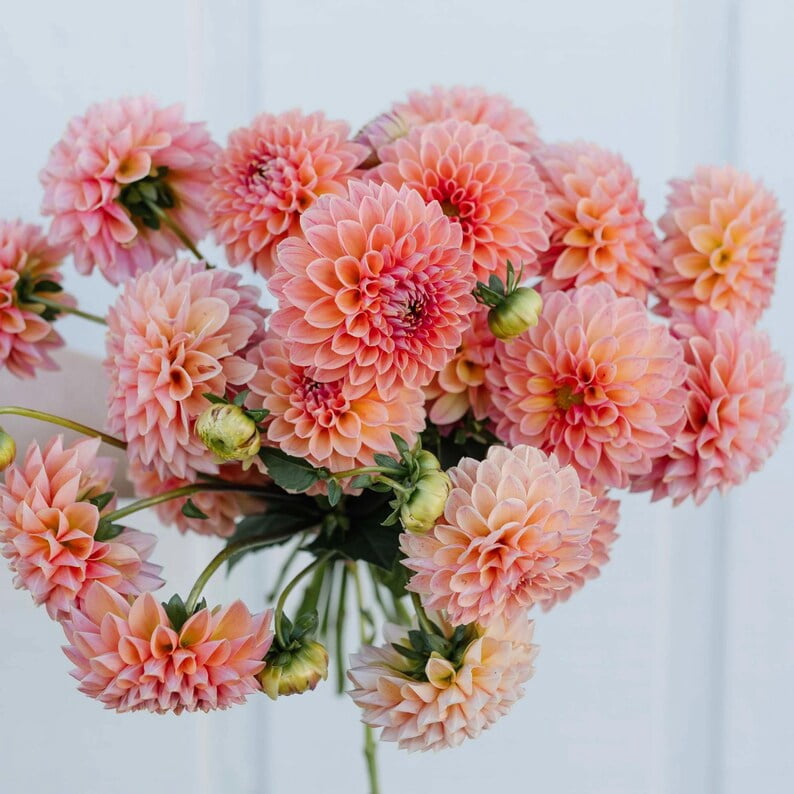 40 Seeds - Linda's Dahlia Seeds - Pollinator Friendly,, Heirloom Flower Seeds Mix for Gardens