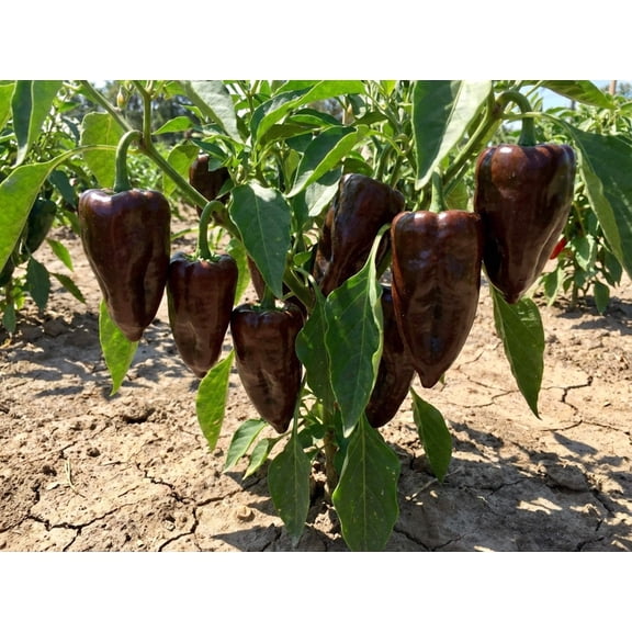 40 Seeds MULATO ISLENO PEPPER Brown Mildly Hot Ancho Poblano Capsicum Vegetable Seeds