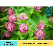 40+Seeds| Medium Red Clover Seeds - Authentic Seeds - Perennial GMO Free Flower seeds  Asian Garden Herbs B5G1#J002