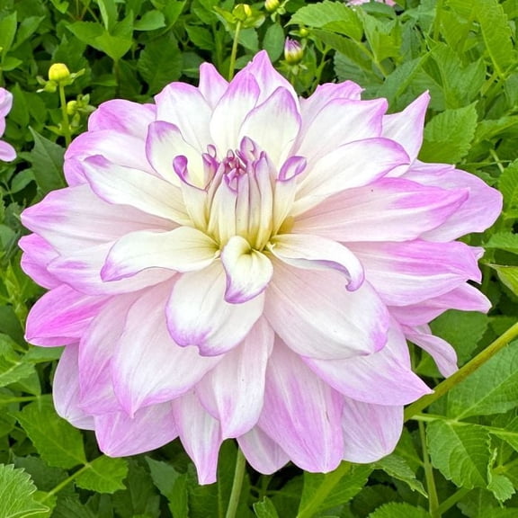 40 Seeds Mikayla Dahlia Seeds - Pollinator Friendly,, Heirloom Flower Seeds Mix for Gardens