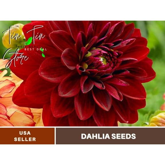 40+ Seeds| Mingus Alex Dahlia Perennial Seeds - Buy 3 Get 1 Free#D011