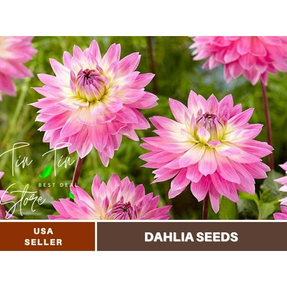 40+ Seeds| Miss Delilah Dahlia Perennial Seeds | Seeds, Herbal Seeds, Flower Seeds, GMO Free, Authentic Seed #D066