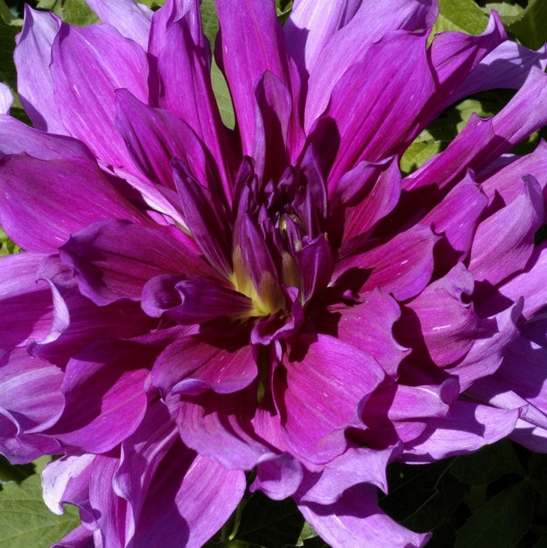 40 Seeds Mix Color Dahlia Seeds - Pollinator Friendly - - Heirloom Flower Seeds for Garden Blooms
