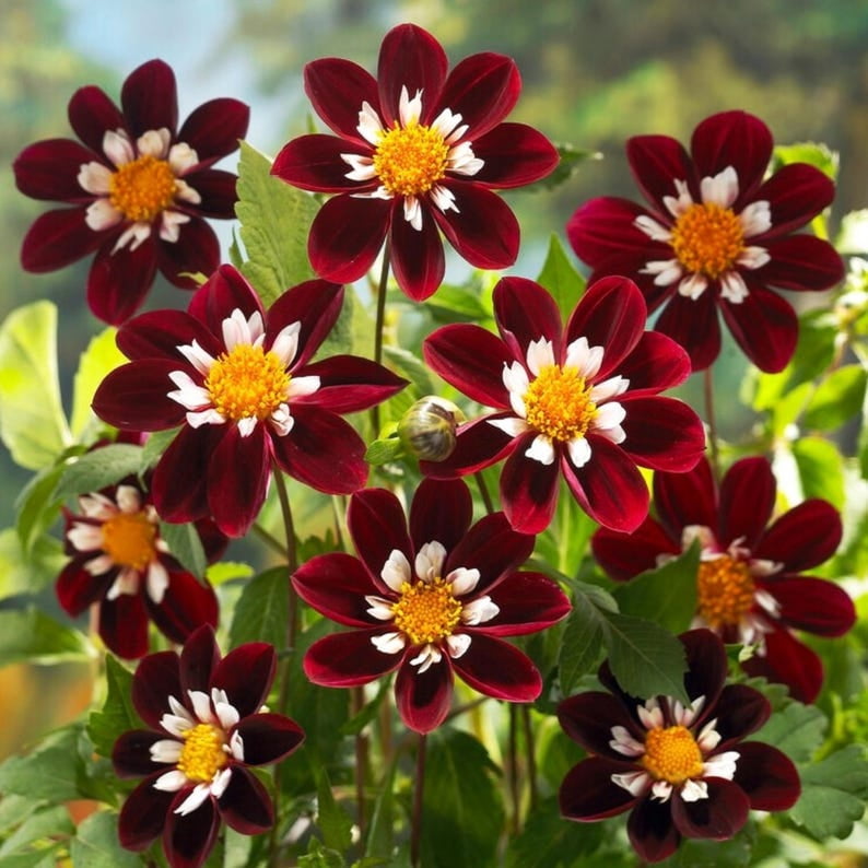40 Seeds Night Butterfly Dahlia Mix - Pollinator Friendly, Heirloom, Non-GMO, Open Pollinated Flower Seeds for Vibrant Garden Blooms