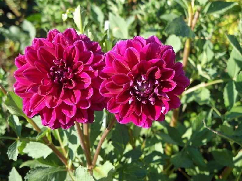 40 Seeds Nites Dahlia Mix - Pollinator Friendly, Heirloom, Flower Seeds for Gardens
