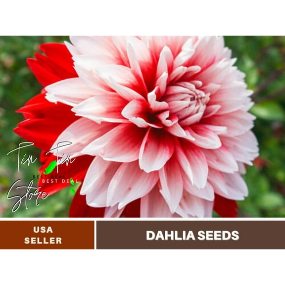40+ Seeds| Peppermint Swirl Dahlia Perennial Seeds | Seeds, Herbal Seeds, Flower Seeds, GMO Free, Authentic Seed#D048