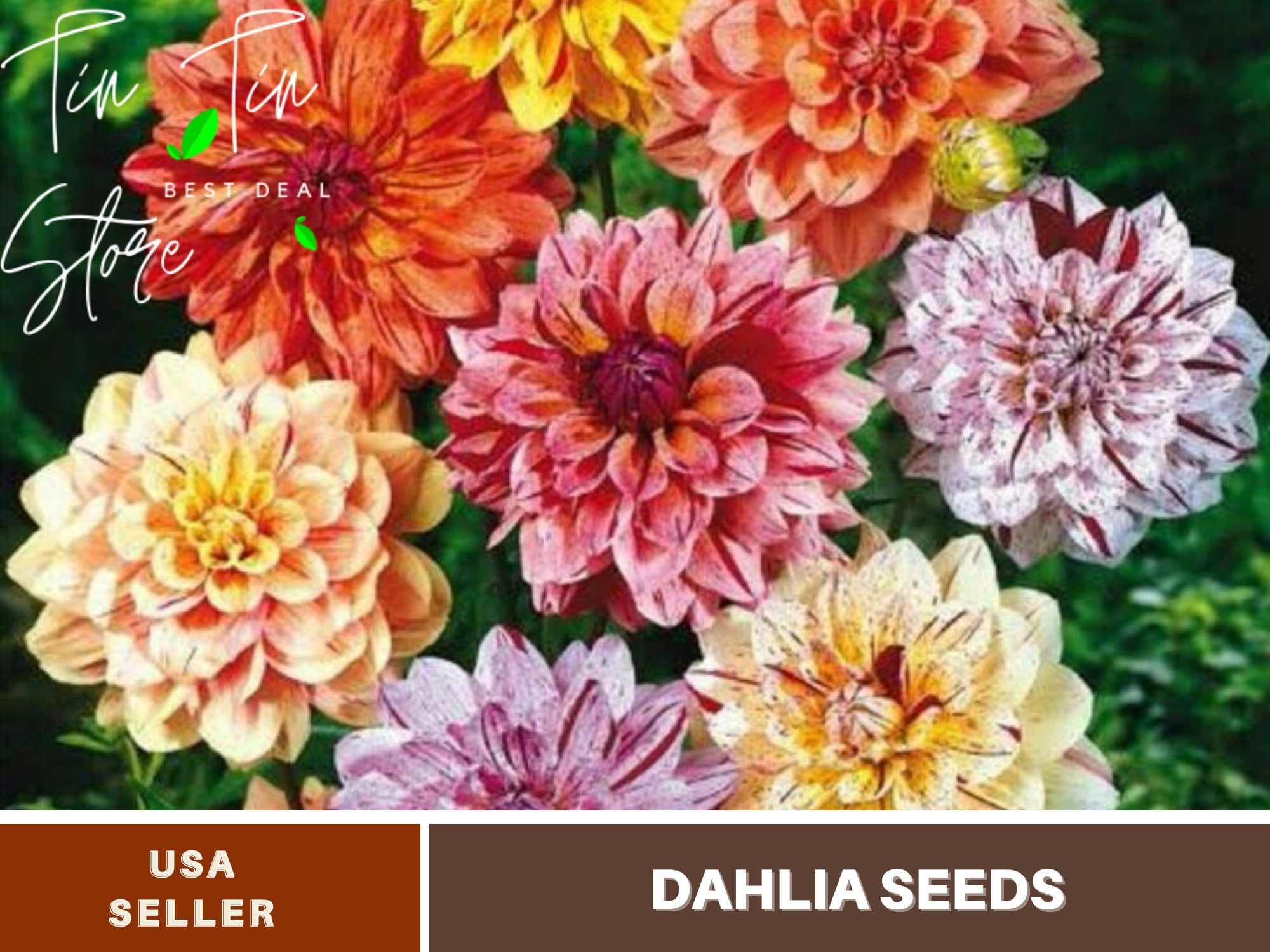 40+ Seeds| Rembrandt Dahlia Mixture Perennial Seeds | Seeds, Herbal Seeds,  Flower Seeds, GMO Free, Authentic Seed #D044 - Walmart.com