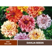 40+ Seeds| Rembrandt Dahlia Mixture Perennial Seeds | Seeds, Herbal Seeds, Flower Seeds, GMO Free, Authentic Seed #D044