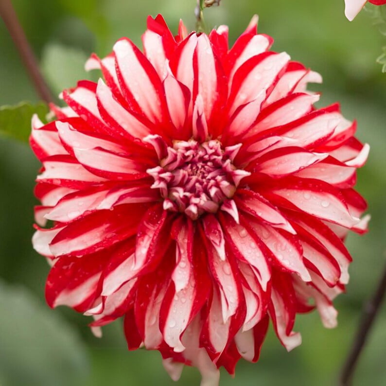 40 Seeds Santa Claus Dahlia Mix - Pollinator Friendly, Heirloom Flower Seeds for Garden Blooms