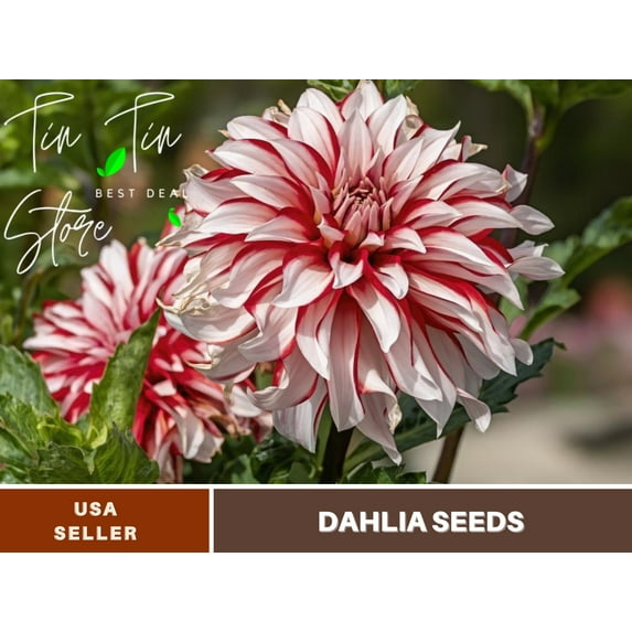 40+ Seeds| Santa Claus Dahlia Perennial Seeds | Seeds, Herbal Seeds, Flower Seeds, GMO Free, Authentic Seed #D071