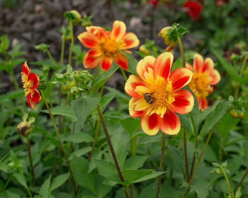40 Seeds - Swan Island Dahlia Seeds - Pollinator Friendly,, Heirloom Flower Seeds Mix for Gardens