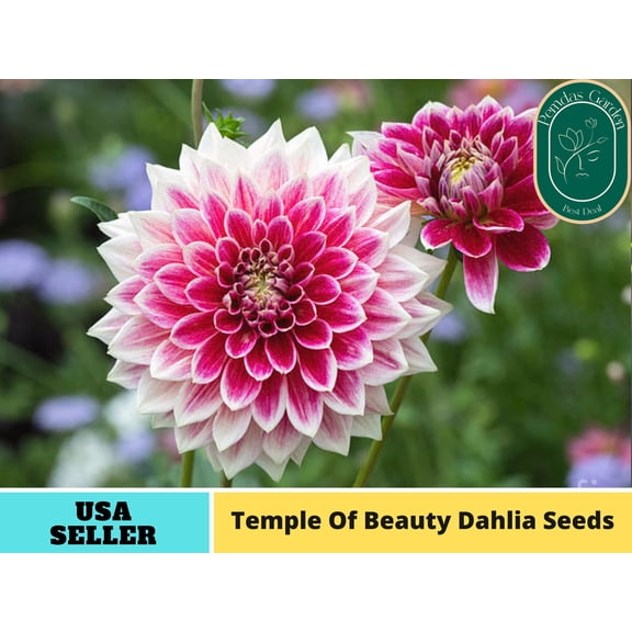 40+ Seeds| Temple Of Beauty #Dahlia Seeds - Authentic Seeds - Perennial~ GMO Free ~~Flower seeds~ Vegetable seeds~ Asian Garden~ B5G1# D019