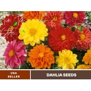 40+ Seeds| Unwins Bedding Mix seed Dahlia Perennial Seeds | Seeds, Herbal Seeds, Flower Seeds, GMO Free, Authentic Seed #D033