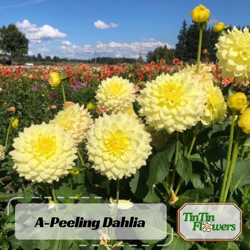 40 Seeds Yellow A-Peeling Dahlia Seeds Pollinator Friendly Heirloom Flower Seeds Mix Seeds D001