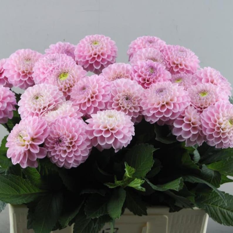 40 Seeds - of Oz Dahlia Seeds - Pollinator Friendly - - Heirloom Flower Seeds - Mix Seeds to Plant