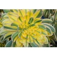 thumbnail image 1 of 40 Sunburst Succulent Seeds Aeonium davidbramwellii Succulent Seeds for Planting, 1 of 5