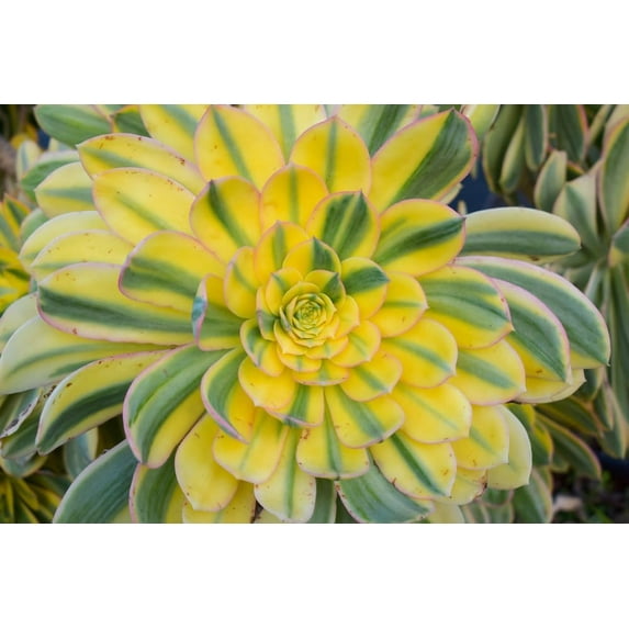 40 Sunburst Succulent Seeds Aeonium davidbramwellii Succulent Seeds for Planting
