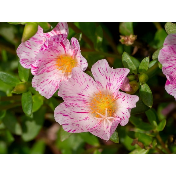 40 Sundial PEPPERMINT PORTULACA Grandiflora Moss Rose Pink Streaked Succulent Flower Seeds