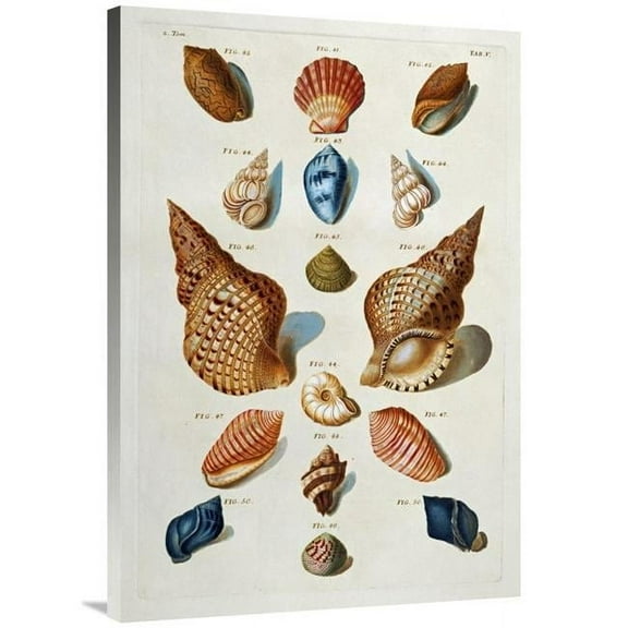 40 in. A Selection of Seashells Art Print - Franz Michael Regenfuss