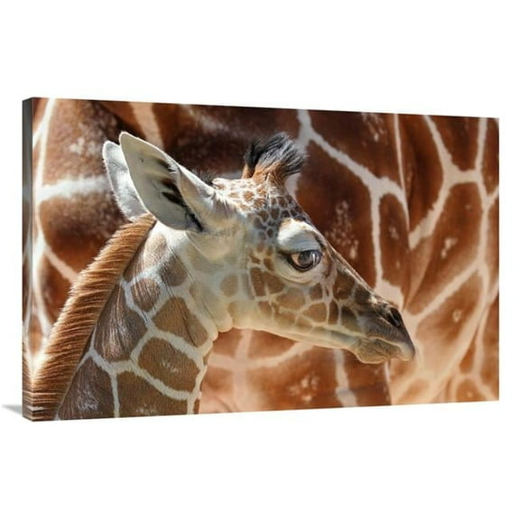 40 in. Baby Giraffe Art Print - Vic Schendel