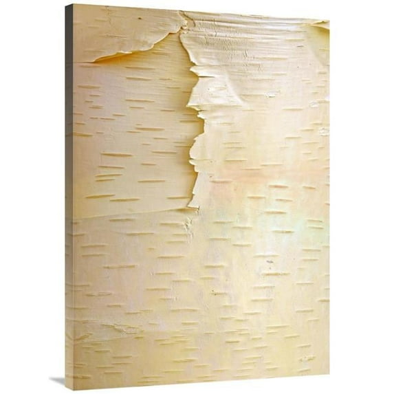 40 in. Birch Close Up of Tree Trunk, North America Art Print - Tim Fitzharris