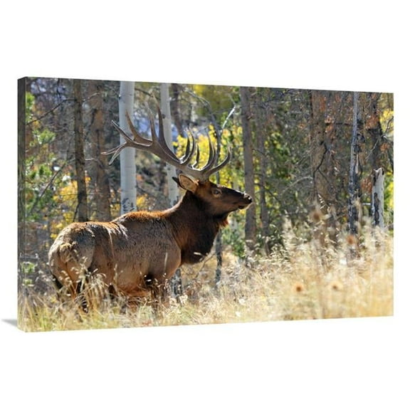 40 in. Bull Elk in the Forest Art Print - Vic Schendel