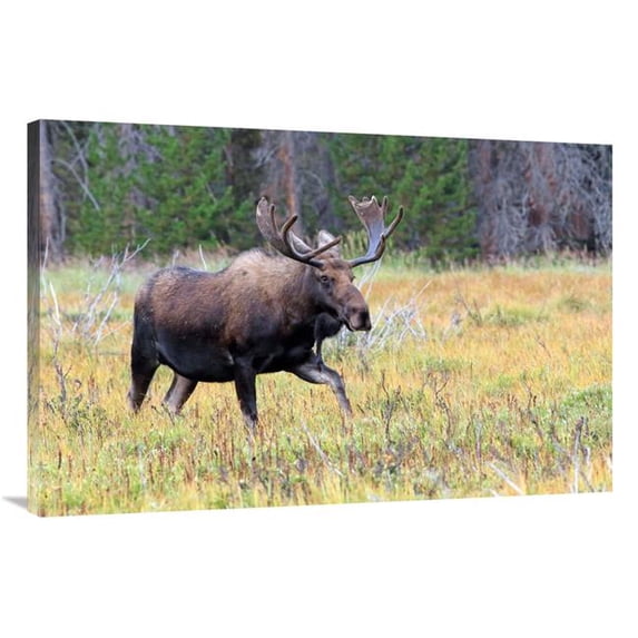 40 in. Bull Moose Meadow Art Print - Vic Schendel