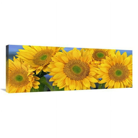 40 in. Common Sunflower Group Showing Symmetrical Seed Heads, North America Art Print - Tim Fitzharris