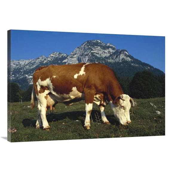 40 in. Cow Grazing in Field in Berchtesgadener Land, Bavaria, Southern Germany Art Print - Heidi And Hans-Juergen Koch