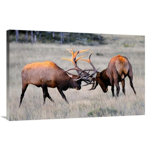 40 in. Elk Duel at Sunrise Art Print - Vic Schendel