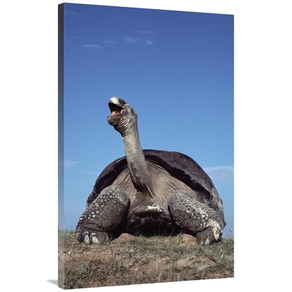 40 in. Galapagos Giant Tortoise Yawning, Alcedo Volcano, Galapagos Islands, Ecuador Art Print - Tui De Roy