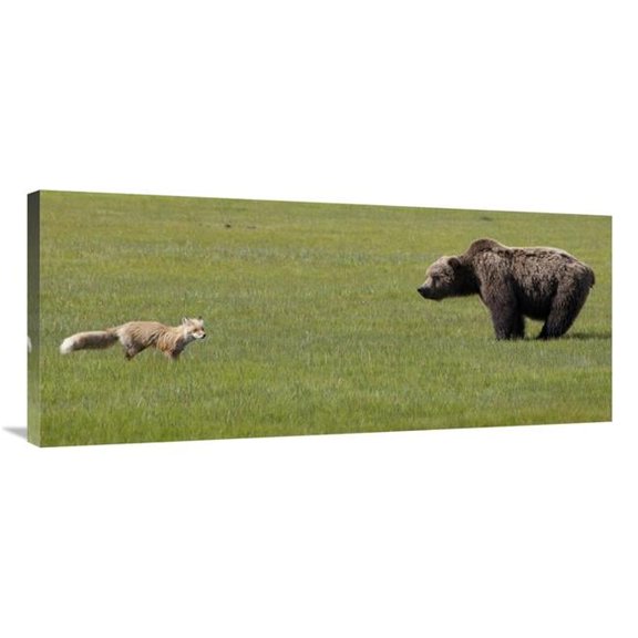 40 in. Red Fox & Grizzly Bear on Sedge Flats, Katmai National Park, Alaska Art Print - Matthias Breiter